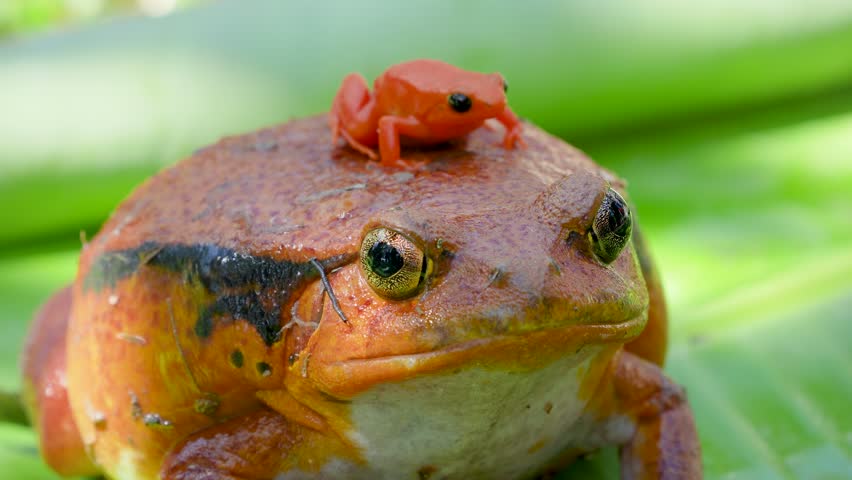 A large tomato frog (Dyscophus antongilii) carries a tiny golden mantella frog (Mantella aurantiaca), an endangered poison dart frog, on its back. Both species are endemic to Madagascar.