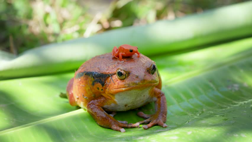 A large tomato frog (Dyscophus antongilii) carries a tiny golden mantella frog (Mantella aurantiaca), an endangered poison dart frog, on its back. Both species are endemic to Madagascar.