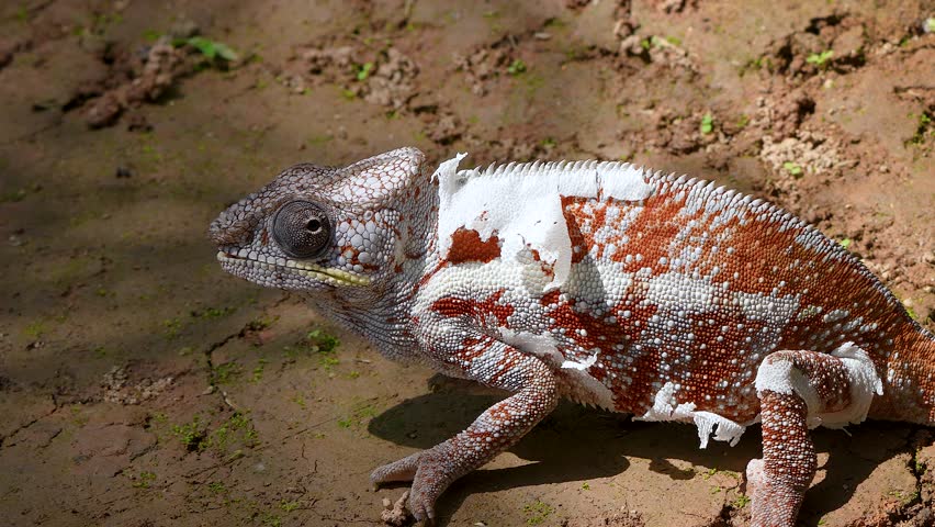 A Panther Chameleon(Furcifer pardalis) with white and reddish-brown skin crawling on the ground. The chameleon's eyes are rotating 180 degrees. Reserve Peyrieras Madagascar Exotic, Madagascar.