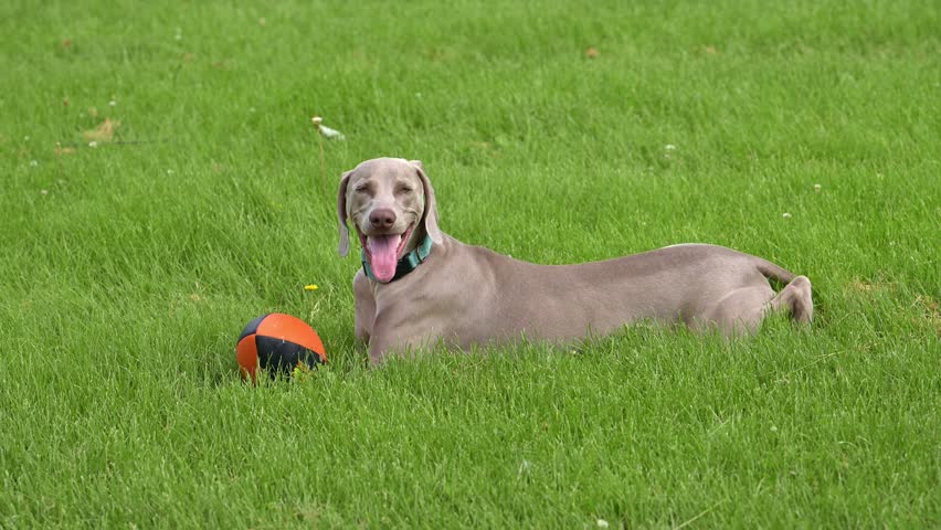 Dog being annoyed by a horse fly while trying to enjoy the summer sun, laying in the grass.  Weimaraner dog laying in grass with a toy gets bothered by flying insect in slow motion.