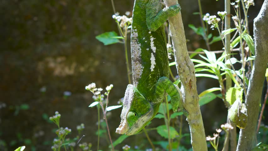 A Parson's Chameleon (Calumma parsonii) with green and yellow skin, perched on a branch. The chameleon is extending its tongue to catch insects in the grass. Reserve Peyrieras Madagascar Exotic.