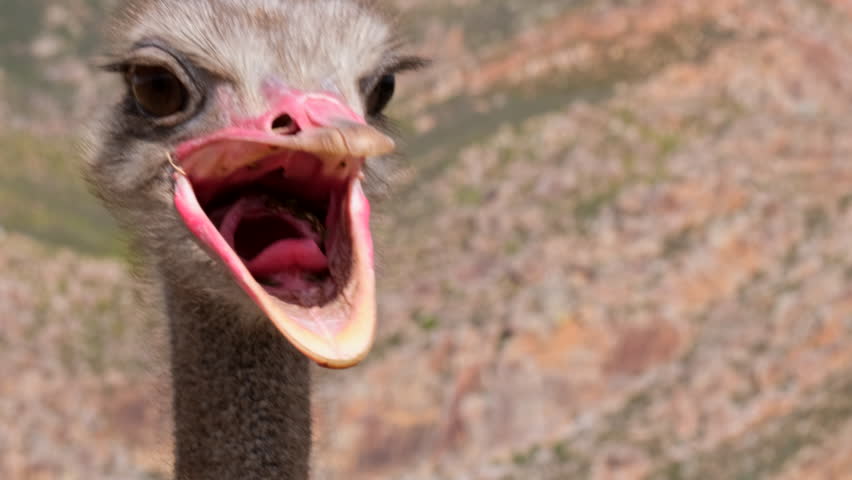 Close-up on head of adult ostrich with gaping mouth wide open, funny behavior