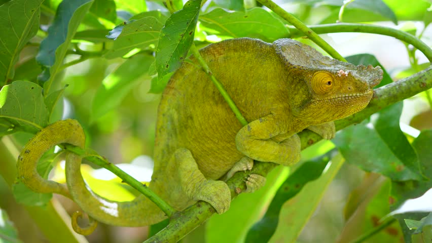 A perfectly camouflaged Parson