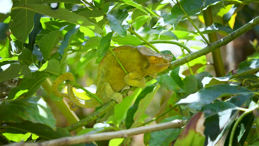 A perfectly camouflaged Parson