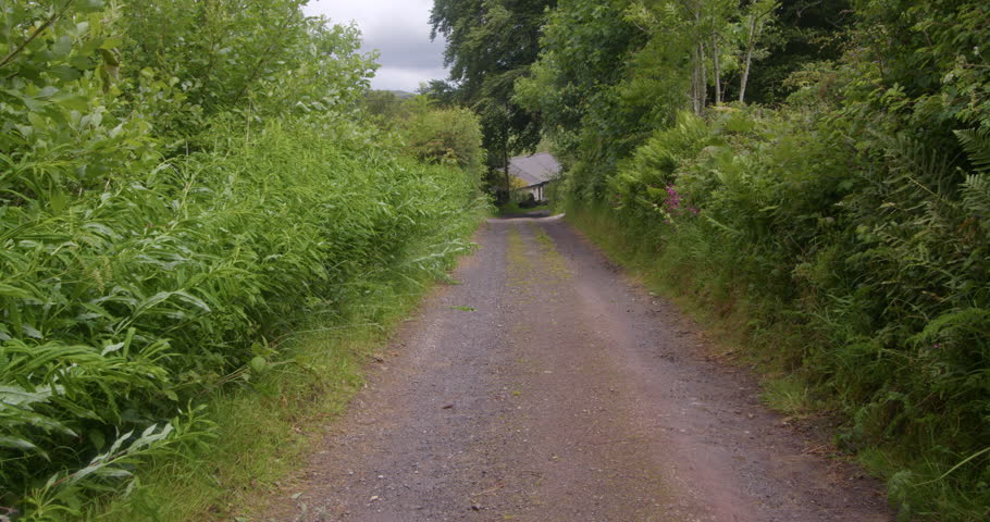 Wide shot of a bracken Fern lined single track country lane