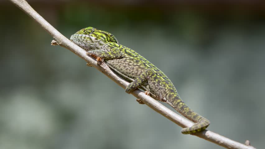 A vibrant green and brown Carpet chameleon is perched on a tree branch. The chameleon