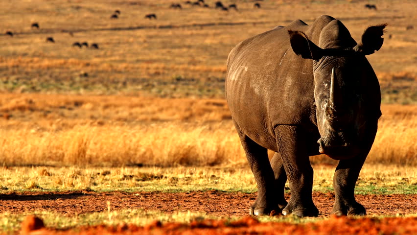Masticating Southern white rhino Ceratotherium simum stands in dry landscape