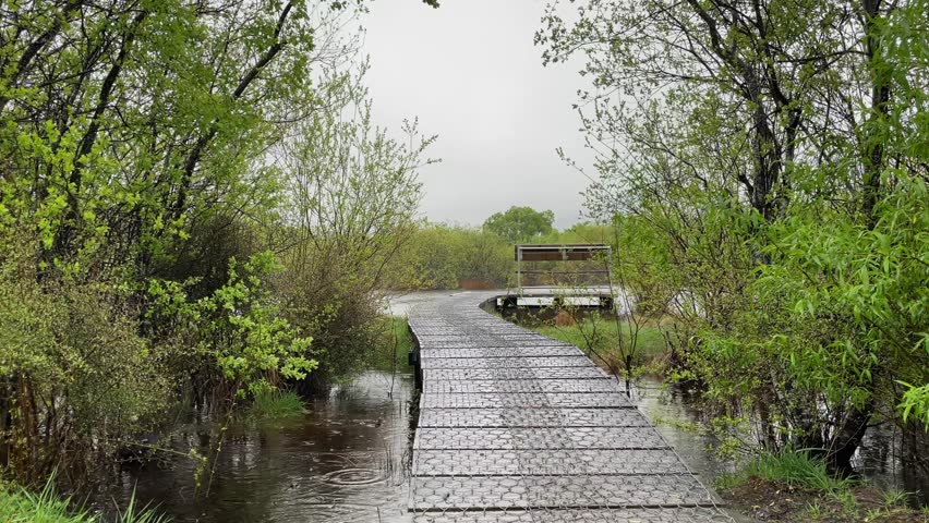 A footpath in a lush wetland full of trees leads to a bench in Glenorchy Lagoon