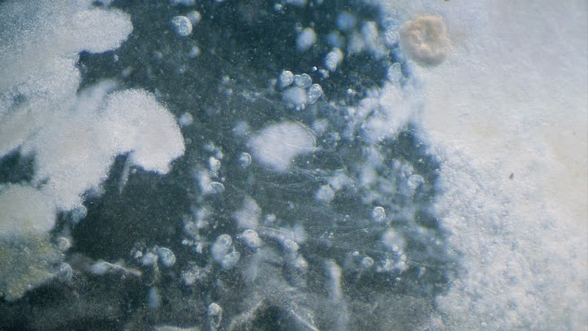 Bacterial colony biofilm moving under microscope dark field wits some single cell organisms in background