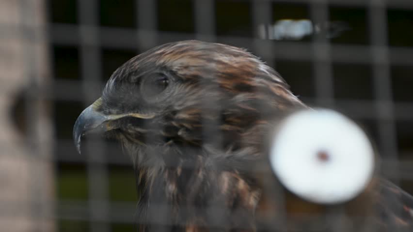 Portrait of Red Tailed Hawk behind enclosure fencing