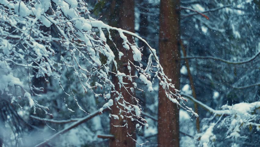 Winter city park. Snow-Covered Tree Branches in a Winter Forest During Snowfall