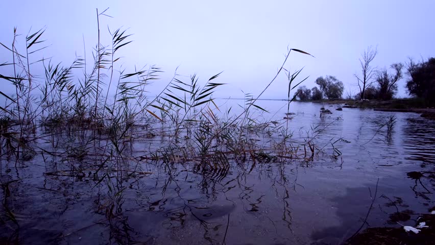 A scenic landscape of a lake, where grasses sway gracefully with the water’s movement in the calm, peaceful atmosphere of the early morning hours.