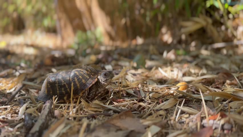 The Western Box Turtle Or The Ornate Box Turtle Native To North America. Close-up Shot