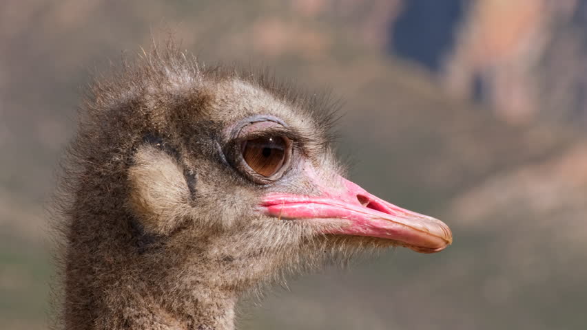 Funny looking face of ostrich (Struthio camelus) with gaping mouth and big eyes