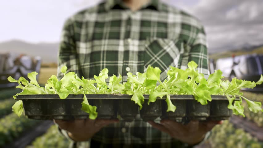 Fresh Lettuce Seedlings Growing In Garden Tray Sustainable Agriculture Organic Farming Local Food Production