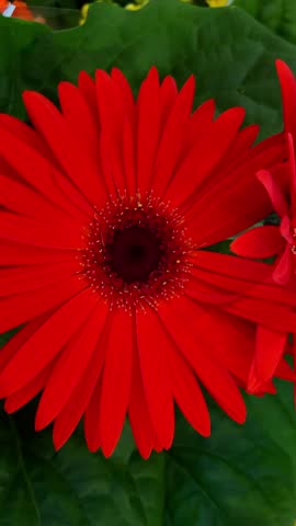 Close up shot of fake flowers with red petals for home decoration. Fake flowers made of plastic and fabric for room decoration
