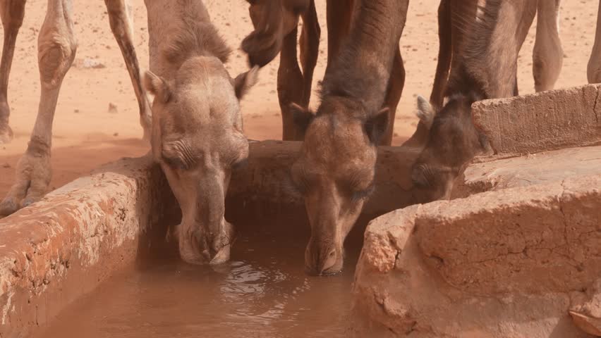 Dromedaries drinking from trough in desert. Close-up