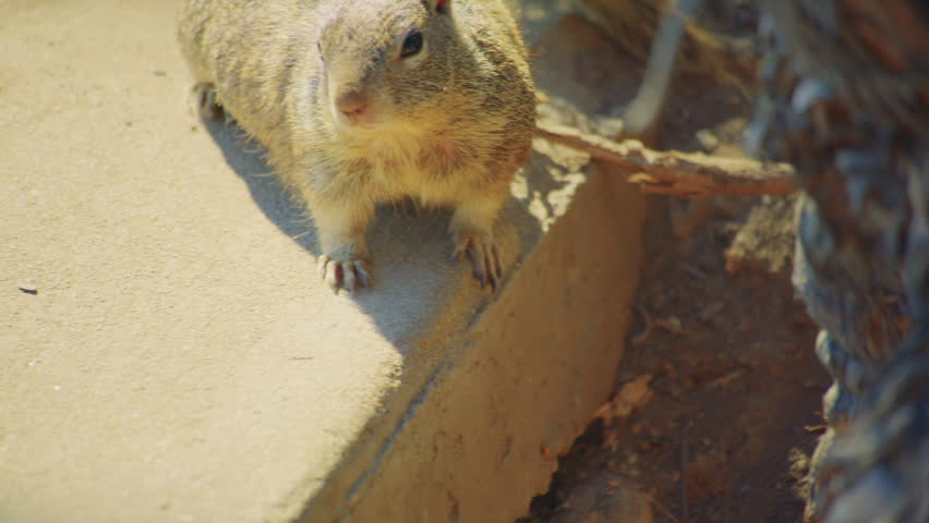 A ground squirrel standing on a sandy sidewalk surface in sunlight. Furry alarmed ground squirrel smells the air nervously. Cute curious squirrel.