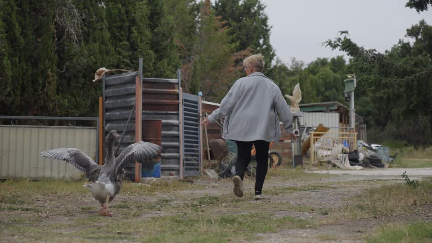Slow motion shot of a woman being chased by a geese flapping its wings