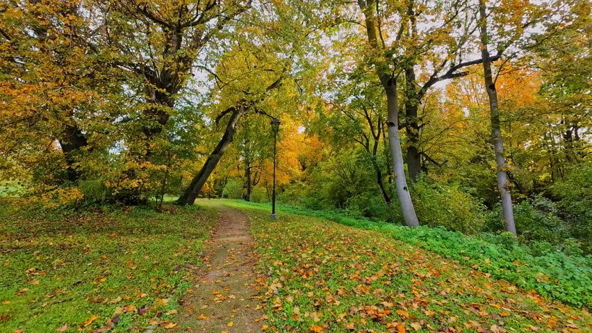 Wlking a path in forest with autumn colors, leafs of the trees in orange and yellow, beautiful fall, slow motion