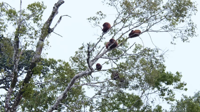 Troop of monkeys resting in cannopy in rainforest, spectacular and daring, in amazon forest