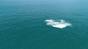 Aerial view of humpback whale exhaling rainbow mist in blue water off coast of Arraial do Cabo, Brazil - Powered by Shutterstock - Get 15% off with code: PIKWIZARD15