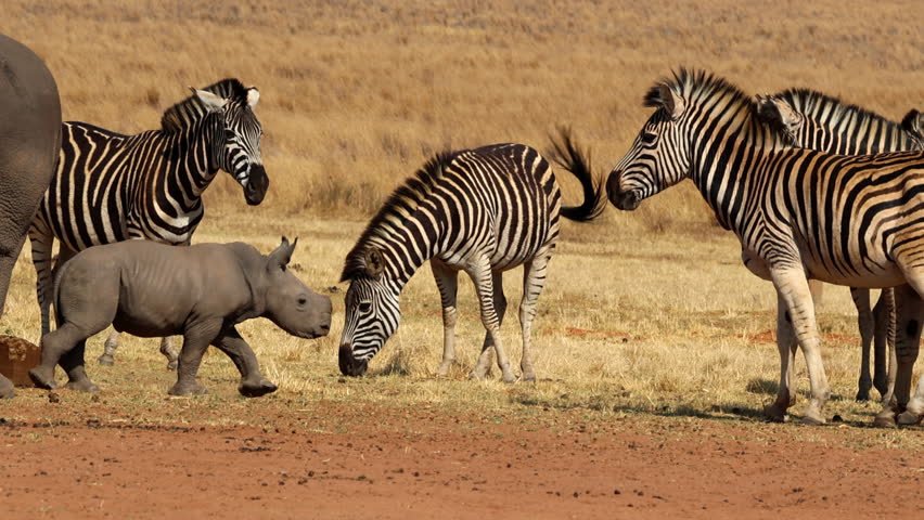 Incredible wildlife encounter as curious rhino calf and zebra greet each other