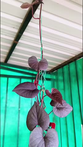 Purple Sweet Potato Vine Plant, hanging, a close up of leaves.