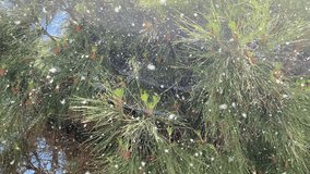 Snowy Pine Branch Swaying in Winter Breeze. - Powered by Shutterstock - Get 15% off with code: PIKWIZARD15