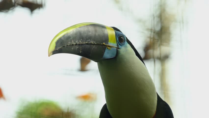 Close-up of toucan. Focus on foreground