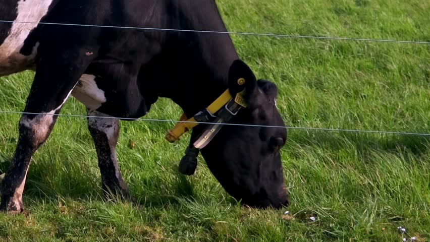 Close-up view of a cow eating grass. It