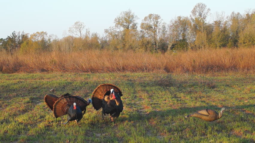 Turkey Hunting, Two gobblers killed with shotgun. March in Georgia, great for