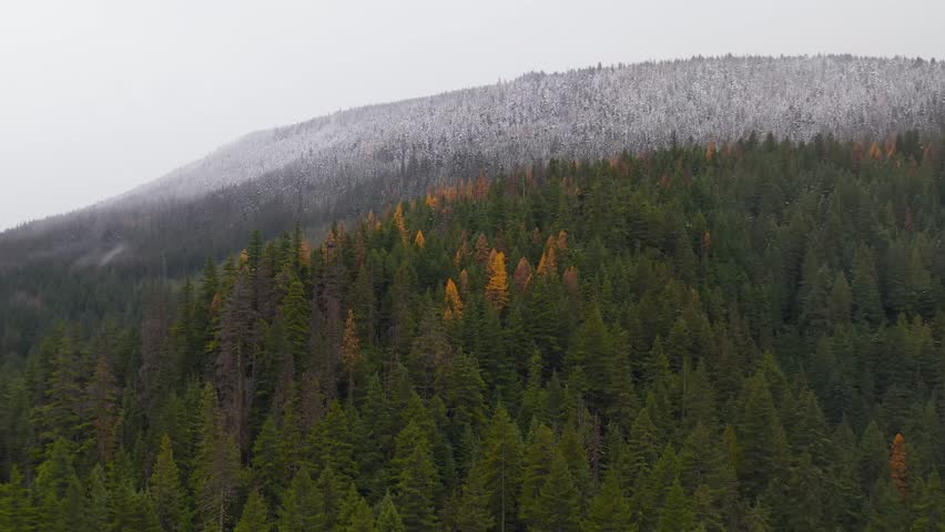 Aerial view of contrasting autumn forest and snow-covered pines and larches as a blizzard begins on the Pacific Northwest mountainside near Mount Hood, Oregon
