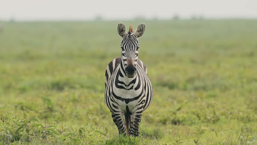 Safari Animals of Zebra Herd in Serengeti in Tanzania in Africa, African Wildlife Safari of Zebras Migrating during Great Migration, Large Herd and Group of Zebra in the Serengeti Plains