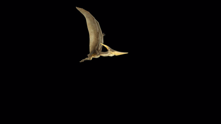 Pteranodon Fly Loop 3D Video Animation