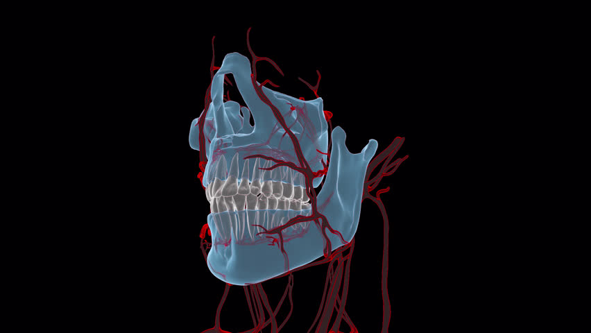 jaw and teeths 3D Video Animation Transparent Alpha