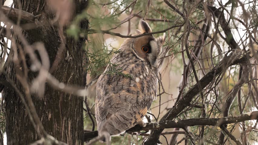  The long-eared owl (Asio otus) on a branch in winter.