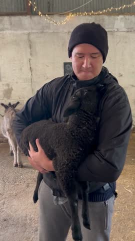 Slow motion shot of man carrying and rocking black lamb like a baby, in a barn of farm animals in Northern Ireland.