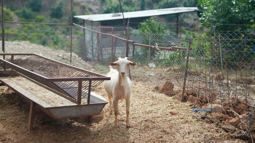 A White Goat is located in a Farmyard Environment amidst various rural surroundings