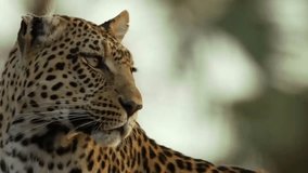 Beautiful Close Up of Leopard in Jungle - Powered by Shutterstock - Get 15% off with code: PIKWIZARD15