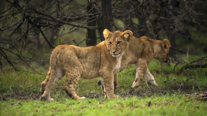 Lion Cubs Lookin For The Mother Lion