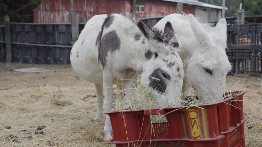 Two white donkeys munching on hay from a container