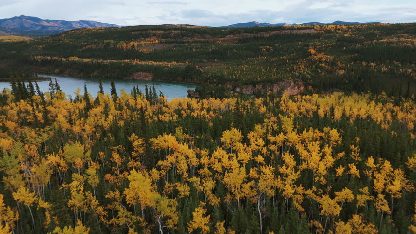 Autumnal Spruce Trees At Five Finger Rapids In Yukon River, Yukon Territory, Canada. Aerial Drone Shot