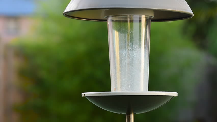 Blue tit bird (Cyanistes caeruleus) pecks food from bird feeder on a freezing cold winters day