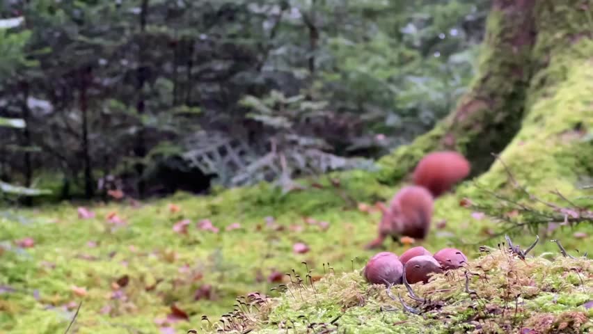 Slow motion video of a squirrel collecting haselnuts in the black forest of Germany