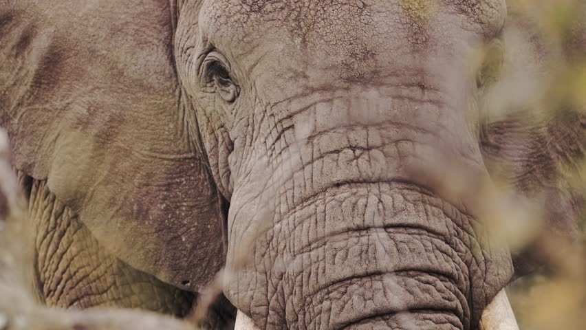 African Elephant Trunk Close Up Extreme Detail in Serengeti National Park in Tanzania in Africa, Elephants Feeding and Eating Bushes on African Wildlife Safari Animals Game Drive