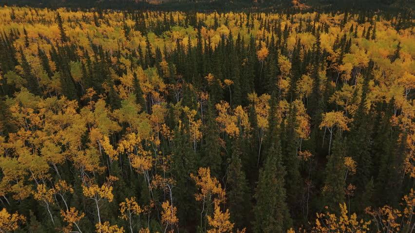 Boreal Forest With Autumn Color Trees Near Five Finger Rapids On The Yukon River, Yukon, Canada. Aerial Drone Shot