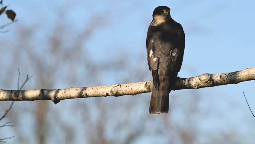 Eurasian sparrowhawk Accipiter nisus. The bird sits on a stick, looks at the sides, and flies away. Slow motion.