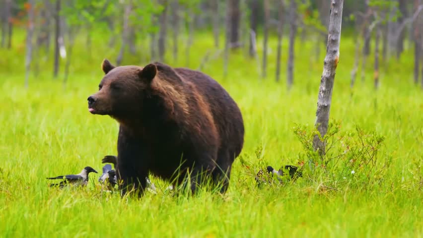 Amazing Front View of Wild Grizzly Bear