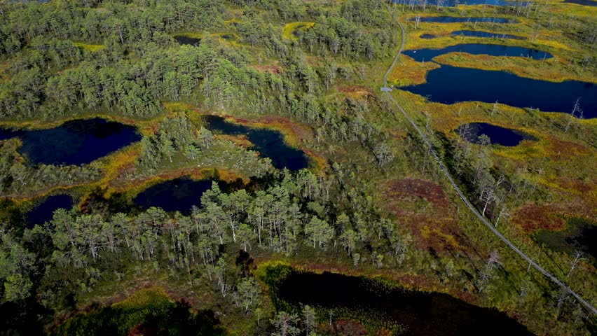Cinematic aerial drone tilt up reveal over natural bog area with many trees